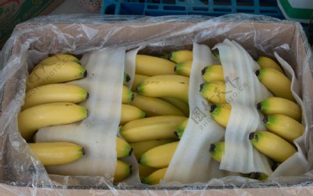 香蕉装箱