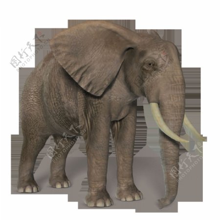 褐色的大象免抠png透明素材