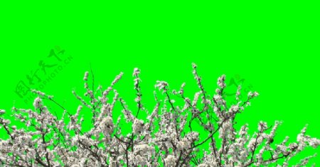 樱花开放绿屏抠像视频素材