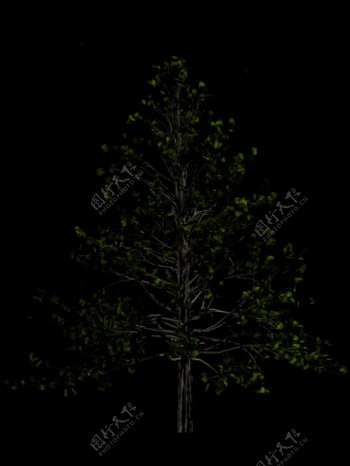 黑色枞树剪影免抠png透明图层素材