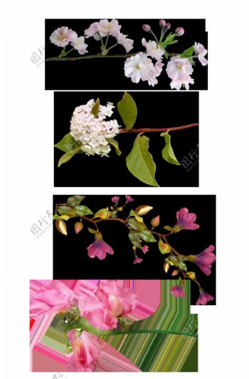 粉色花枝花朵png元素素材