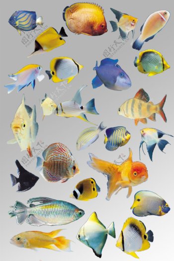 一组可爱的各种海洋鱼类金鱼生物元素