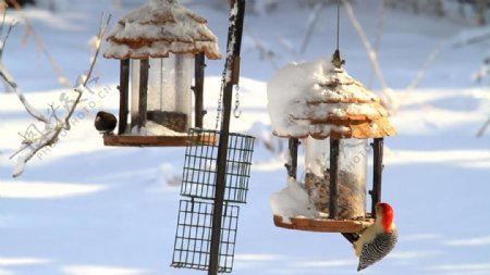 雪地鸟儿觅食动态视频