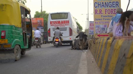 牛在印度繁忙的道路上铺设