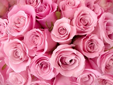 浪漫粉色玫瑰装饰画效果图