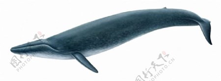 摆尾的鲸鱼免抠png透明素材