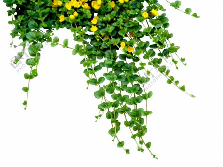 绿色树藤黄色花png元素素材