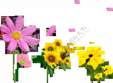 太阳花粉色花瓣png元素素材