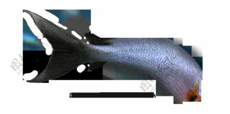 美人鱼尾巴图片免抠png透明图层素材