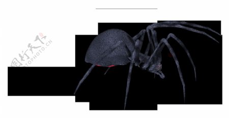 手绘大蜘蛛免抠png透明图层素材