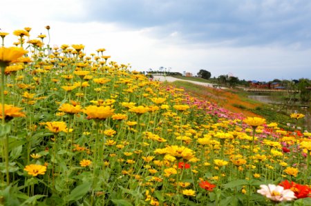 鲜花