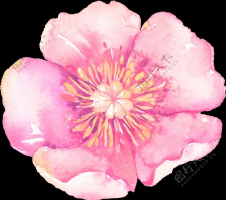 粉色优质花卉透明素材