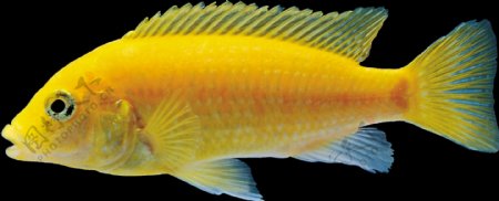 逼真海洋生物黄色鱼类png透明素材