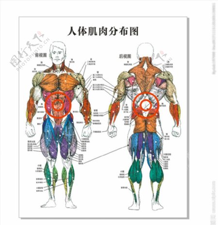 人体肌肉分布图