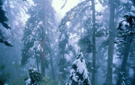森林冬景