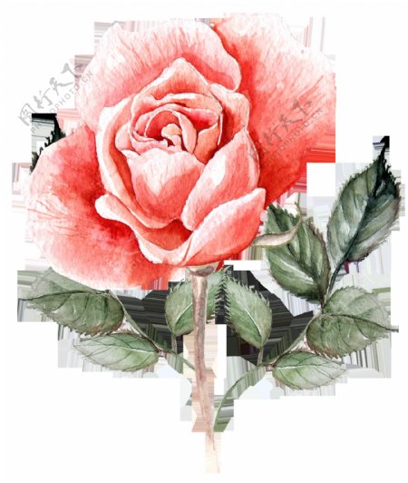 鲜艳红色花卉卡通透明素材