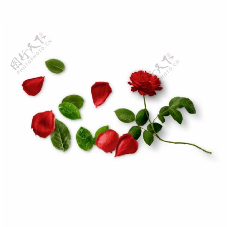 诱人玫瑰和花瓣png元素素材