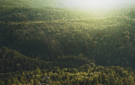 树林风景