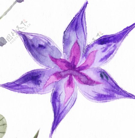 盛开紫色花卉卡通水彩透明素材