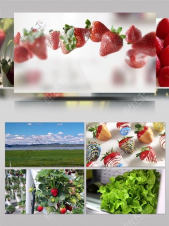 草莓种植宣传片