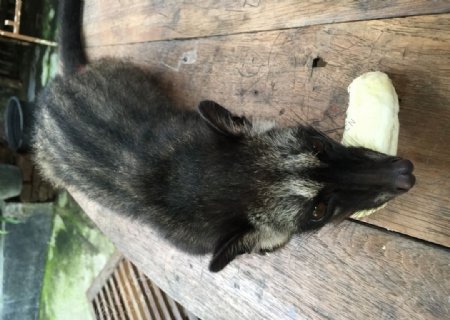 印尼麝香猫