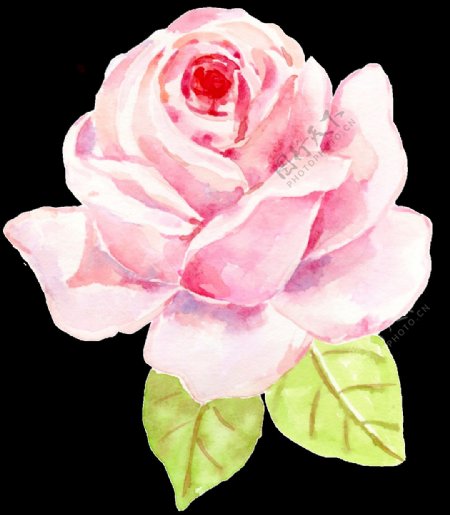 手绘一朵大玫瑰花png透明素材