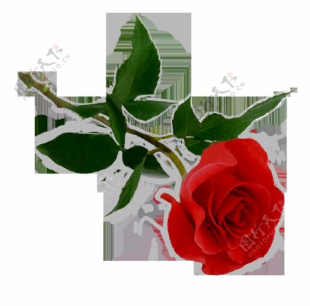 红色玫瑰花元素