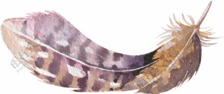 棕紫羽毛透明装饰素材
