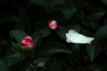 粉白茶花