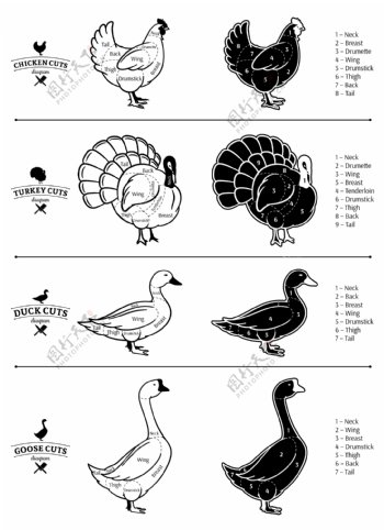 动物画黑白手绘家禽动物插画