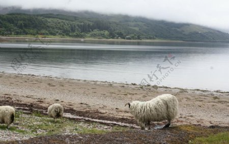 河边觅食的羊群