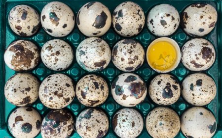 蛋鸡蛋彩蛋鸭蛋