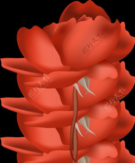 卡红花蕊透明装饰素材