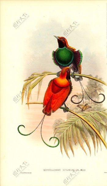 彩色插画手绘鸟类鸟类太阳鸟