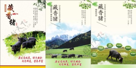 藏香猪猪肉海报喷绘设计