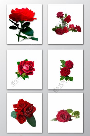 唯美大红色真实玫瑰花朵PNG素材