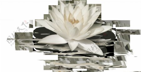 一朵素净淡雅的白莲花透明素材