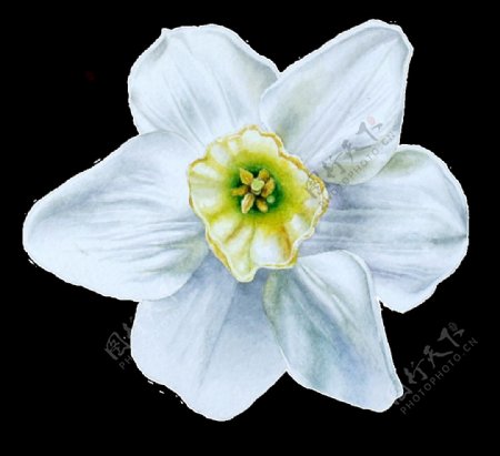 手绘蓝白色花朵png透明素材