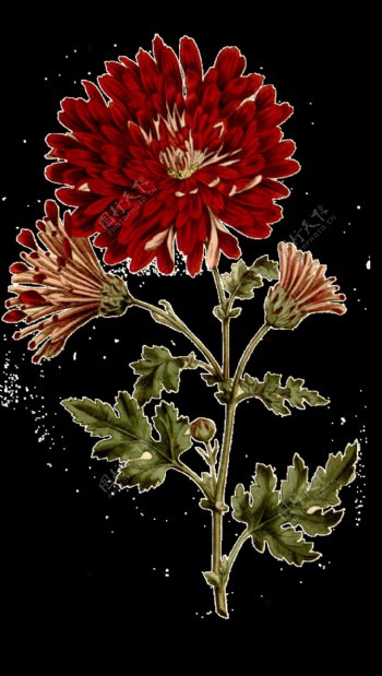 美丽大红色花朵手绘菊花装饰元素