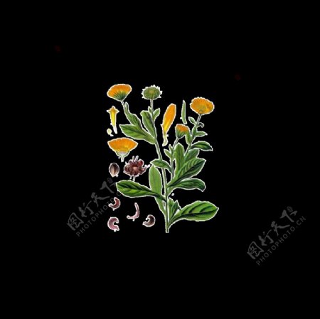 清新小植物手绘菊花装饰元素
