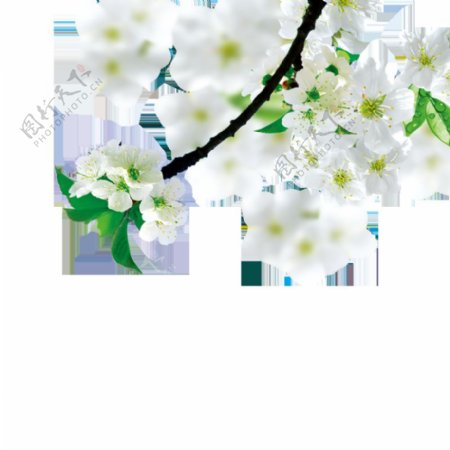 彩绘白色花枝图案元素