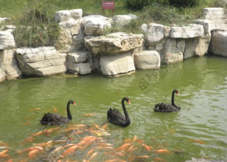 池塘里面的黑鸭子