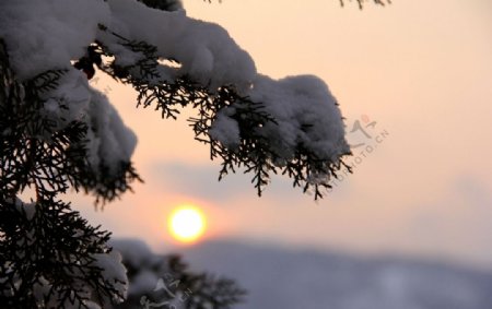 雪印夕阳红