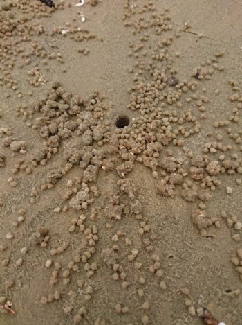 沙滩螃蟹孔洞