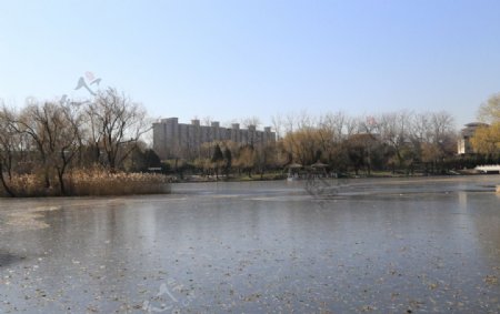 冬日柳荫公园