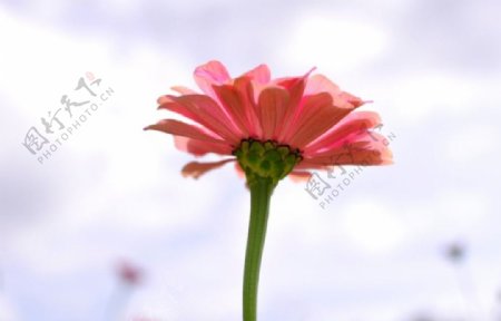 粉色菊花摄影