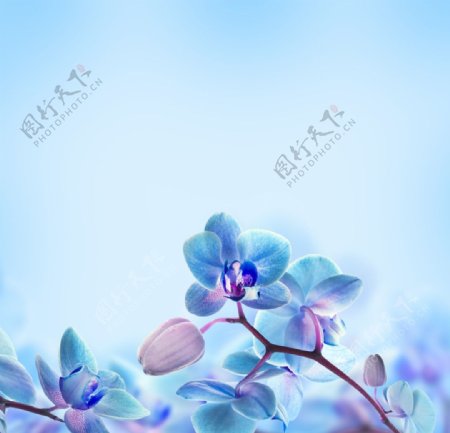 高清蓝色花朵图案背景
