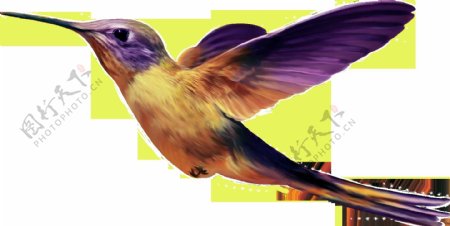 帅气紫色展翅飞翔小鸟产品实物