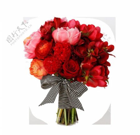 情人节表白红色玫瑰花花朵花束实物