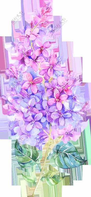 手绘一株茂盛的鲜花透明植物素材